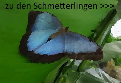 Schmetterlinge Link
